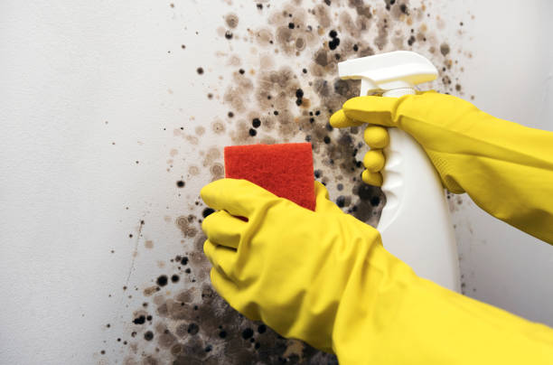 Professional Mold Removal in North Lindenhurst, NY