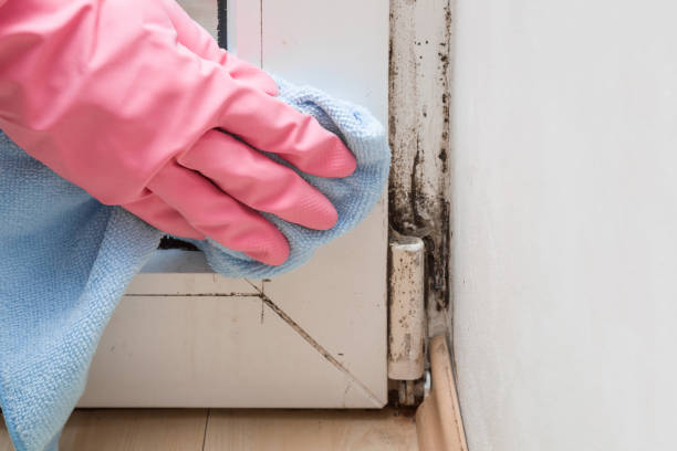 Best Toxic Mold Removal  in North Lindenhurst, NY